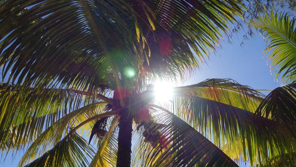 Coconuts Villa Grand-Baie Eksteriør billede
